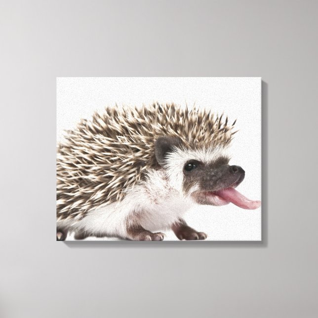 Fyrtodad Hedgehog - Atelerix albiventris Canvastryck (Framsida)