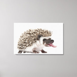Fyrtodad Hedgehog - Atelerix albiventris Canvastryck