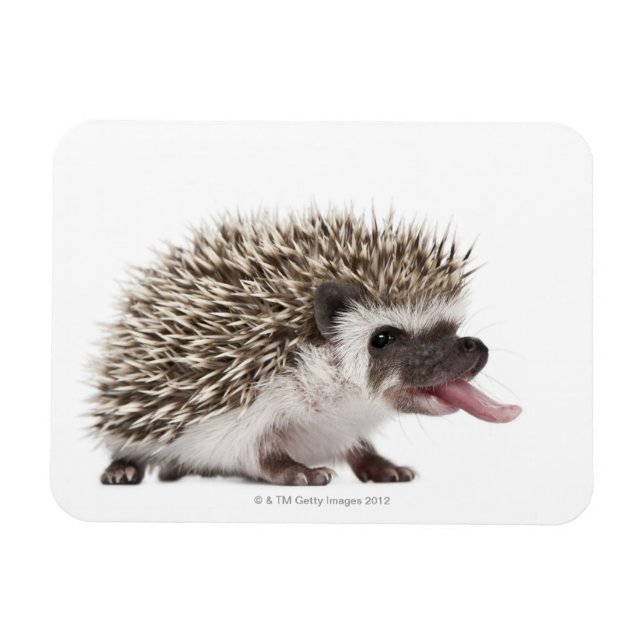 Fyrtodad Hedgehog - Atelerix albiventris Magnet (Horisontell)