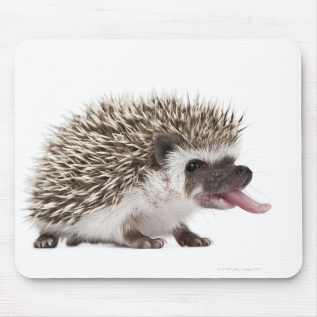 Fyrtodad Hedgehog - Atelerix albiventris Musmatta (Framsidan)