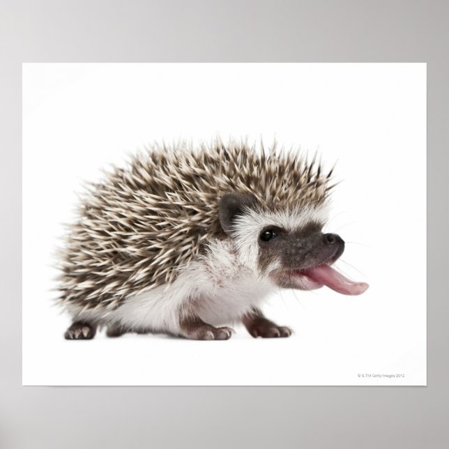 Fyrtodad Hedgehog - Atelerix albiventris Poster (Framsidan)