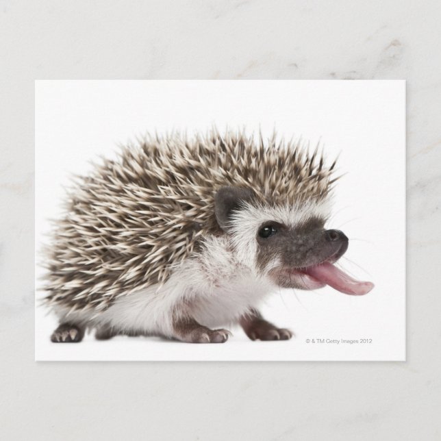 Fyrtodad Hedgehog - Atelerix albiventris Vykort (Framsida)
