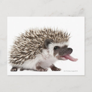Fyrtodad Hedgehog - Atelerix albiventris Vykort