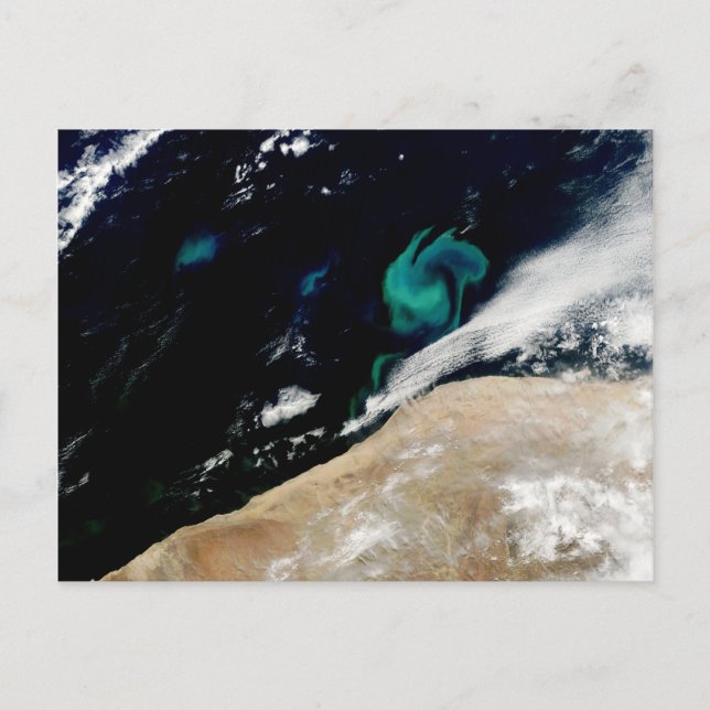 Fytoplankton blåser av Namibia-vykort Vykort (Framsida)