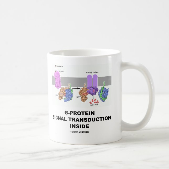 G-Protein signalerar Transductioninsida Kaffemugg (Höger)