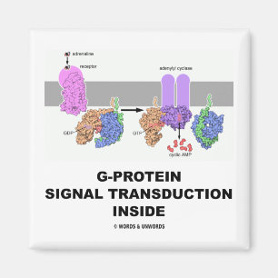 G-Protein signalerar Transductioninsida Magnet