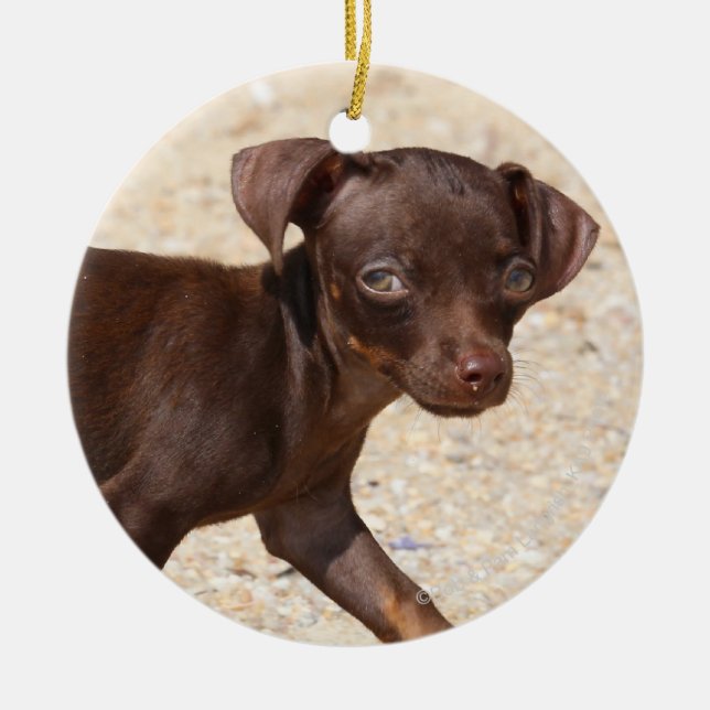 Gå för Chihuahuavalp Julgransprydnad Keramik (Framsidan)