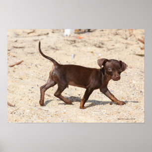 Gå för Chihuahuavalp Poster