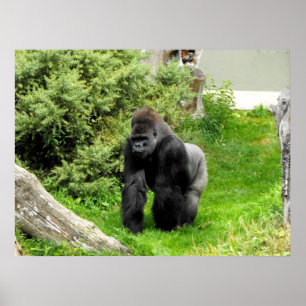 Gå för knoge för gorilla för Lowlandsilverback Poster