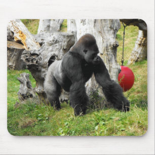 Gå för Lowlandsilverbackgorilla Musmatta