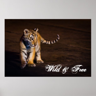 Gå för tigerunge poster