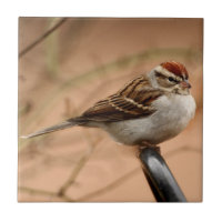 Gå i flisor sparrowen