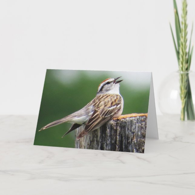 Gå i flisor sparrowen kort (Framsida)