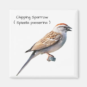 Gå i flisor sparrowen magnet
