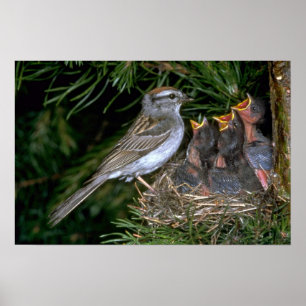 Gå i flisor sparrowen som matar barn poster