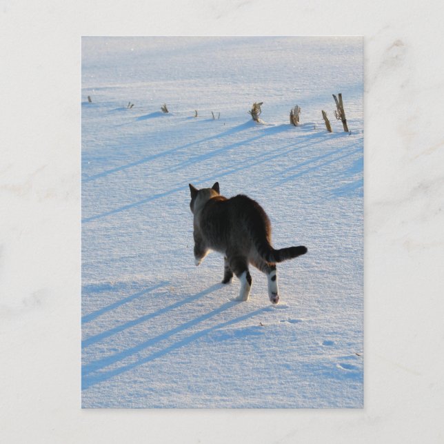 Gå in i Cornfield Vykort (Framsida)