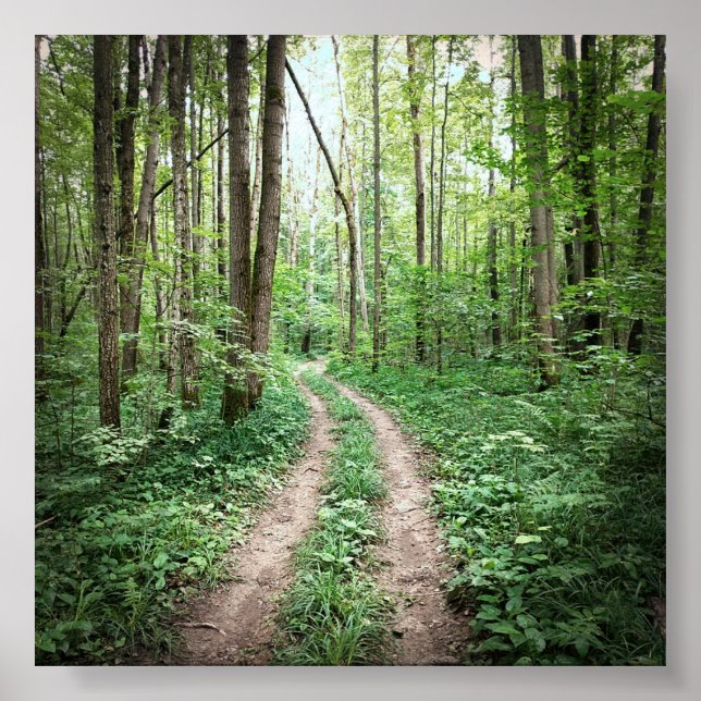 Gå in i skogen poster (Framsidan)