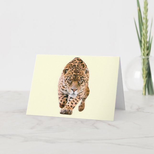 Gå jaguarögon kort (Framsida)