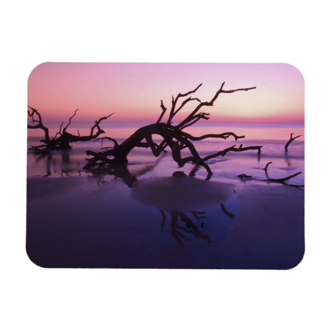 GA Jekyll Island, Trädkyrkogård på stranden vid Magnet (Horisontell)