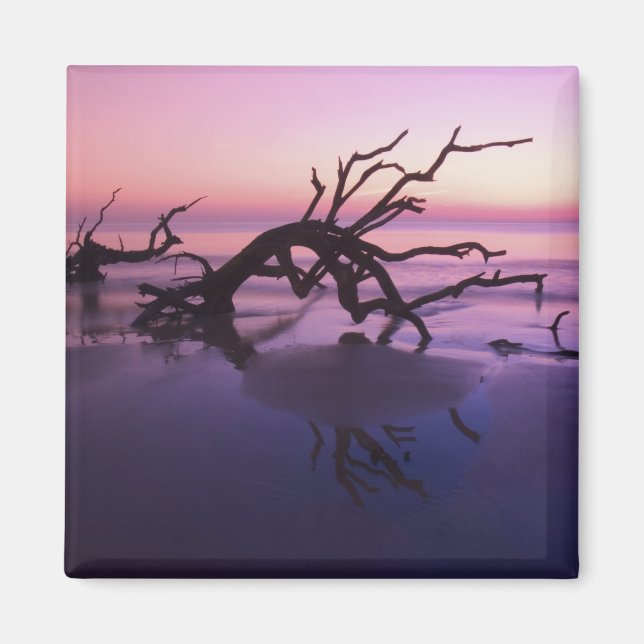 GA Jekyll Island, Trädkyrkogård på stranden vid Magnet (Framsidan)
