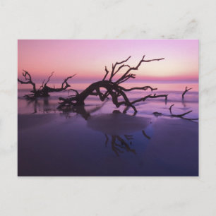 GA Jekyll Island, Trädkyrkogård på stranden vid Vykort