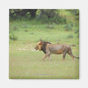 gå male lejont, Panthera leo, Kgalagadi Magnet