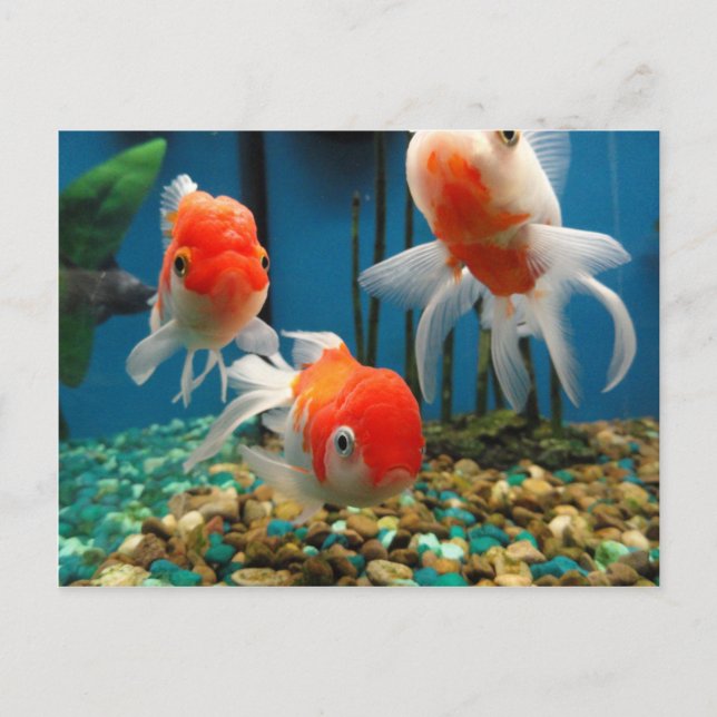 Gå och fiska vykort (Framsida)