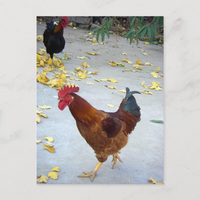 Gå på mitt sätt vykort (Framsida)