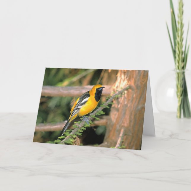 Gå på Vilden - Oriole Kort (Framsida)