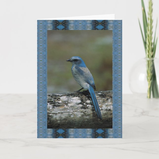 Gå på vildsidan - skura Jay Kort (Framsida)