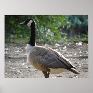 Gå runt Kanada Goose Print Poster