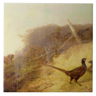 Gå upp Pheasants på 1st Oktober (se al Kakelplatta