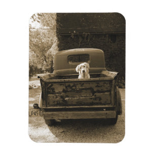 Gå ut ur skugga - fotografi av Hund Magnet