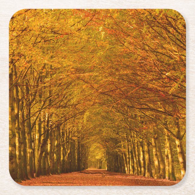 Gå vägen till och med skogen i höst underlägg (Framsidan)