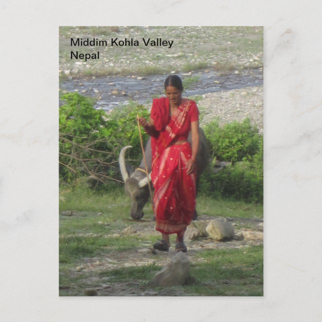 Gå vattenbuffeln vykort (Framsida)