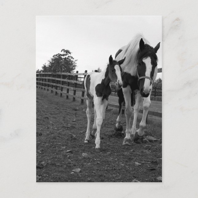 gå vid stängslet vykort (Framsida)