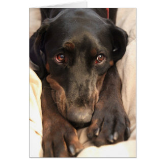 Gabby the Rädding Hund (tomt kort) Hälsningskort