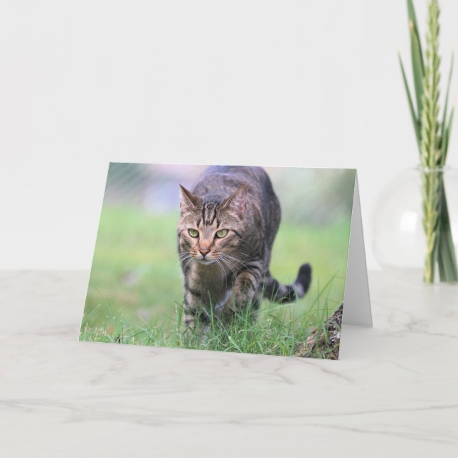 Gabe Kort (Framsida)