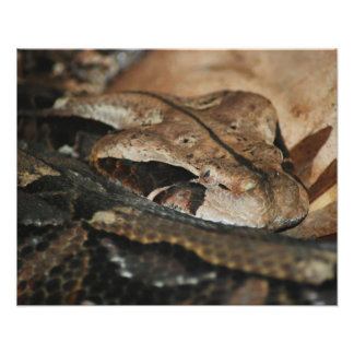 Gaboon Viper Closeup Fototryck