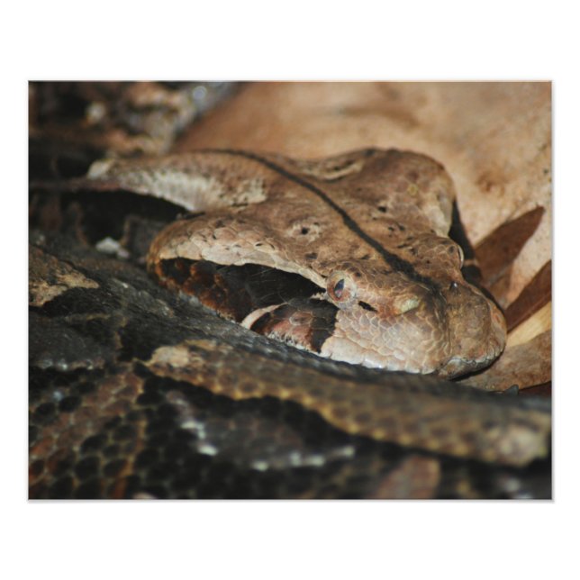 Gaboon Viper Closeup Fototryck (Framsidan)