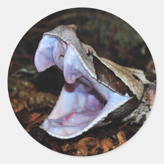 Gaboon viper runt klistermärke (Framsida)