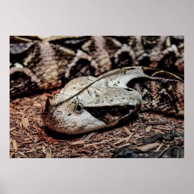 Gaboon Viper Snake Photo Poster (Framsidan)