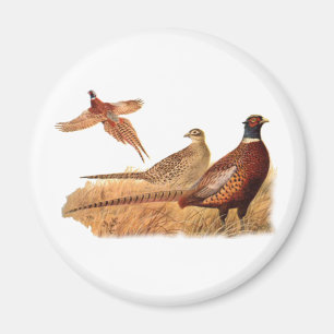 Gäcka Pheasantfågeljakt Magnet