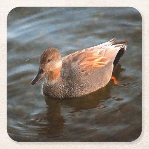 Gadwall Anka Drake vid Sjö Underlägg Papper Kvadrat