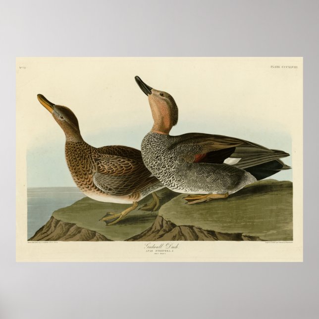 Gadwall Anka - John Audubon's Birds of America Poster (Framsidan)