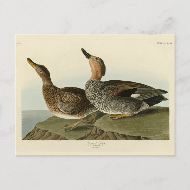 Gadwall Anka - John Audubon's Birds of America Vykort (Framsida)