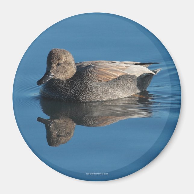Gadwall Magnet (Framsidan)