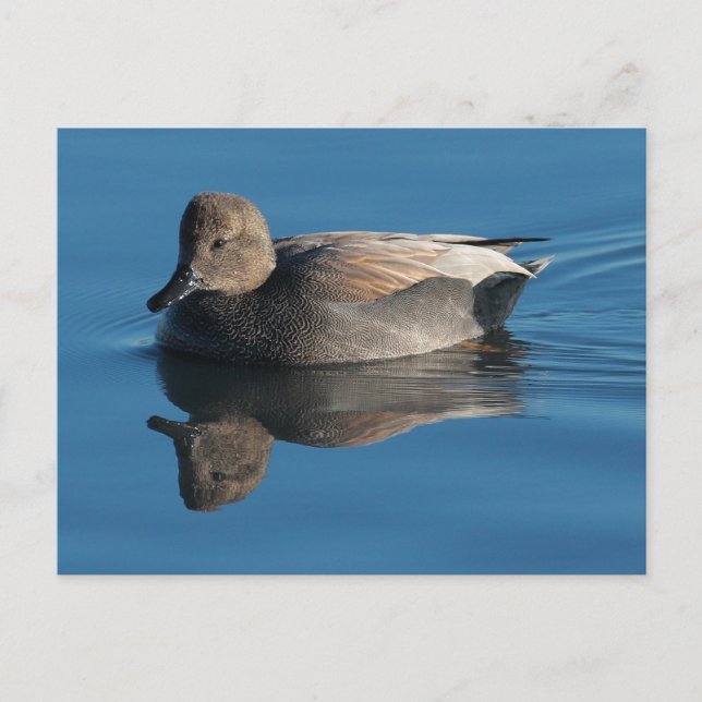 Gadwall-vykort Vykort (Framsida)