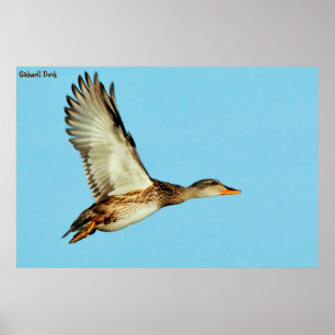Gadwell Anka Poster