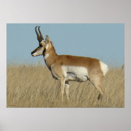 Gaffelantilop A46 Poster